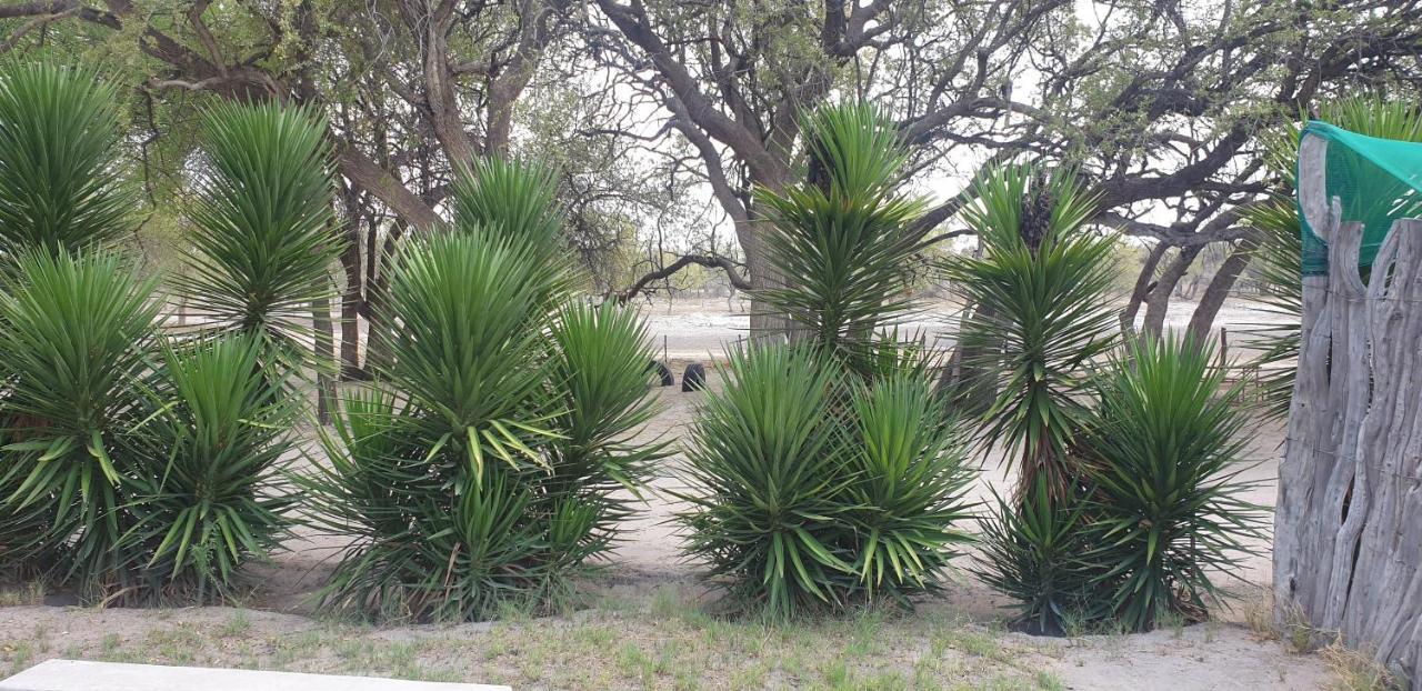 Paradise Camp Delux Rooms Grootfontein Extérieur photo