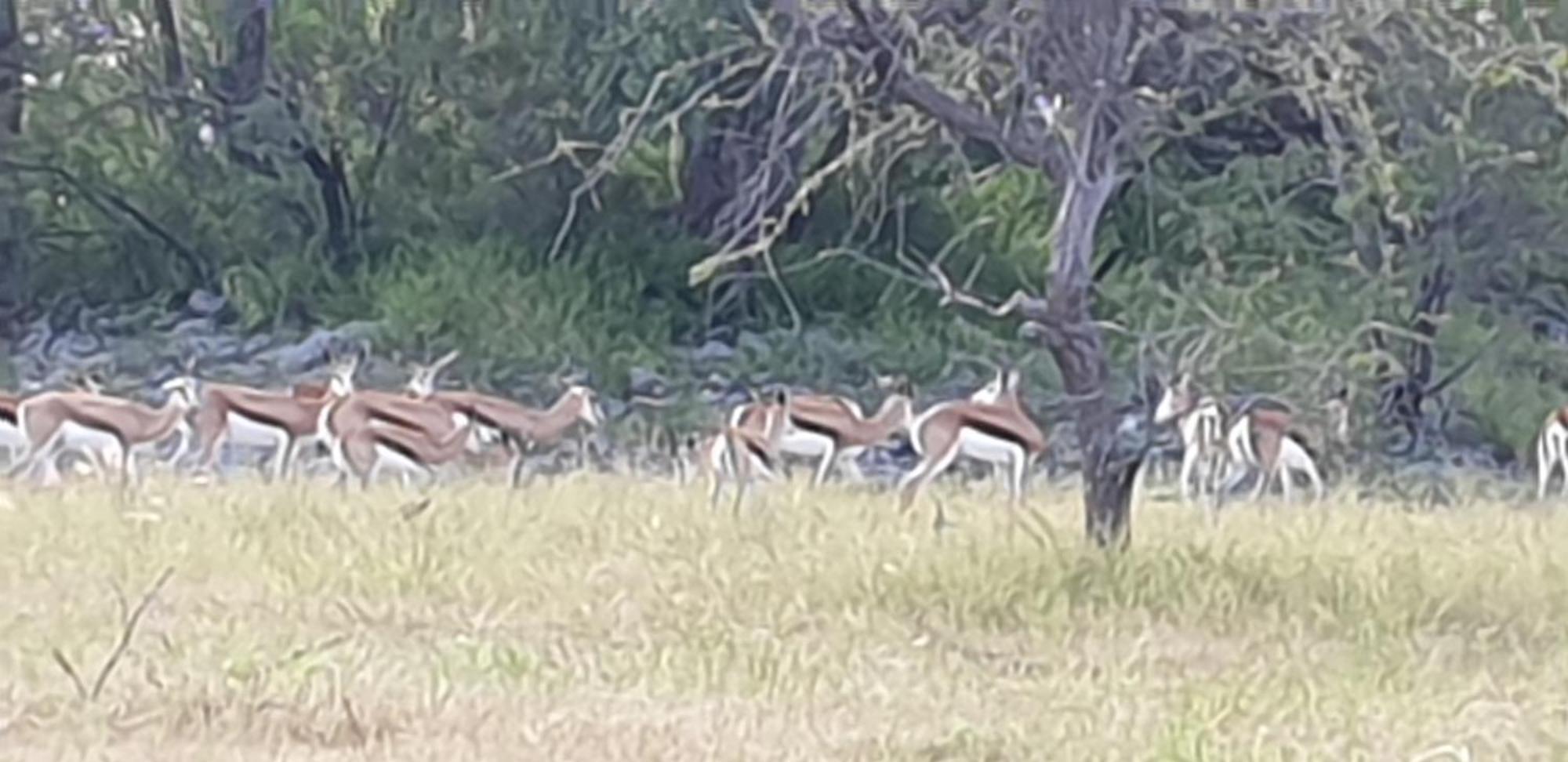 Paradise Camp Delux Rooms Grootfontein Extérieur photo